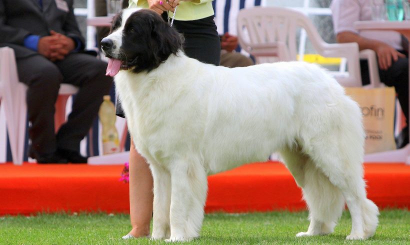 Šampion Landseer klubu ČR Šampion Landseer klubu ČR