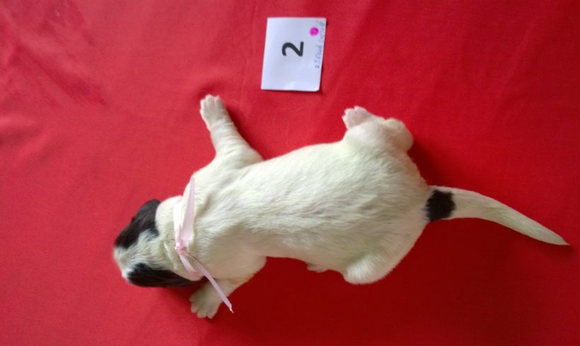 2. narozeniny vrhu “ F „ 2. narozeniny vrhu “ F „