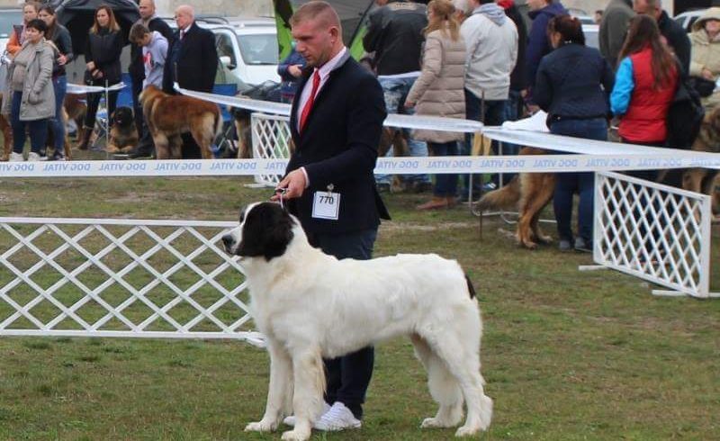 Komárom Hungary CACIB SHOW 20 – 22.10.2017 Komárom Hungary CACIB SHOW 20 – 22.10.2017