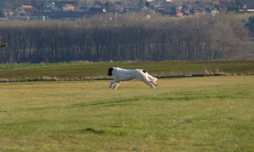 Coursing Coursing