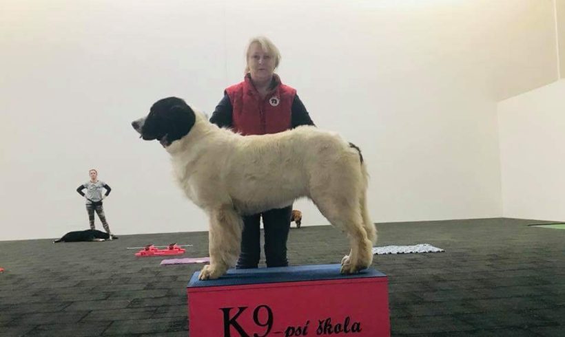 Sobotní dopoledne a Psí škola – K9 Sobotní dopoledne a Psí škola – K9