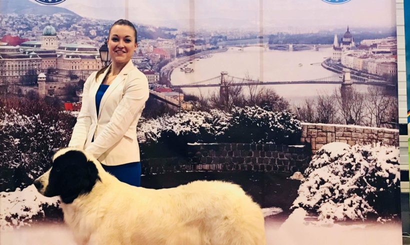 FeHoVA Winter Dogshow Budapešť Maďarsko 15. – 18.2.2018 FeHoVA Winter Dogshow Budapešť Maďarsko 15. – 18.2.2018