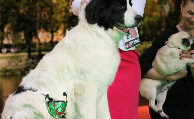 Výstavní úspěchy naší Agátky !!! Výstavní úspěchy naší Agátky !!!