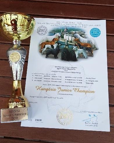 3x CACIB KOMÁROM (HU) 2019 3x CACIB KOMÁROM (HU) 2019